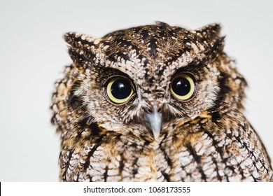 photo in macro and high resolution of an owl, baby owl in high quality, raptor, owl is a beautiful night bird