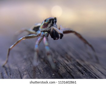 Photo Macro Ogre Faced Spider 