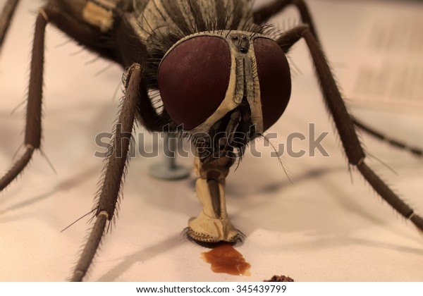 Photo Macro Portrait One Brown Fly Stock Photo Edit Now