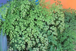 Photo Of Maidenhair Fern Plant, Seen In The Morning, Taken From A Close-up Angle