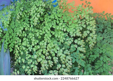 Photo of maidenhair fern plant, seen in the morning, taken from a close-up angle - Shutterstock ID 2248766627