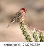 Photo of a male house finch pitched on a cactus. February 24th, 2024. Gunlock State Park southern Utah. 