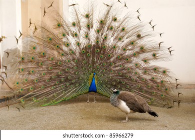 photo of Male peacock tail spread tail-feathers are put peahen