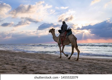 Photo Of Man Riding Camel, At Gaza Beach, Palestine.