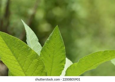 Photo Of Mangrove Leaf Shoots Or Asian Tobacco Trees, Macro Photos With Bokeh Blur Background