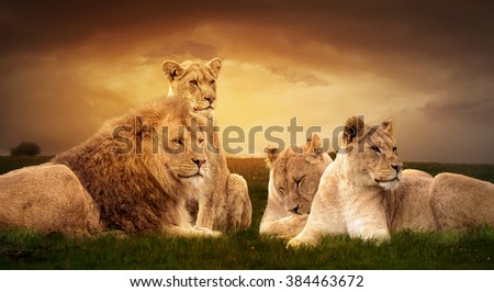 Photo manipulation of African lions resting at sunset in the grass.