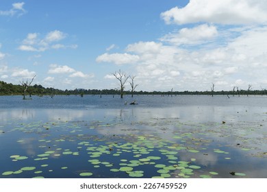 A photo of the manmade Jayatataka Baray, with its dead trees rising from the water. In the foreground are lily pads growing on the surface of the water. The lake is home to the Neak Pean Temple.
