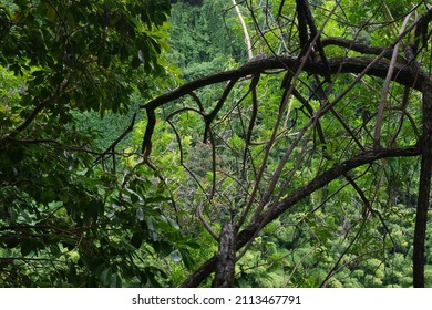 Photo Of A Maui Landscape