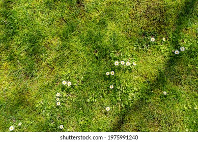 Photo of meadow flowers. Top view. Chamomiles on lawn. Flowers growing on the fields. Perfect for background. - Powered by Shutterstock