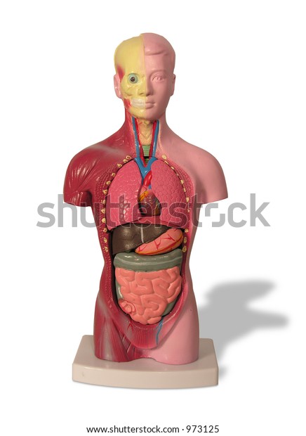 Photo Model Showing Internal Organs Body Stock Photo (Edit Now) 973125