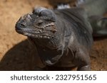 A photo of Mona ground iguana is a critically-endangered species of rock iguana, endemic to Mona Island, Puerto Rico in captive setting