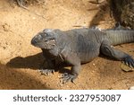 A photo of Mona ground iguana is a critically-endangered species of rock iguana, endemic to Mona Island, Puerto Rico in captive setting