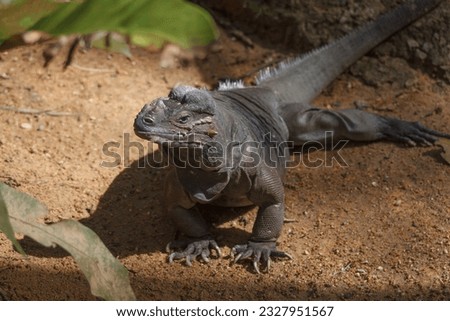 A photo of Mona ground iguana is a critically-endangered species of rock iguana, endemic to Mona Island, Puerto Rico in captive setting