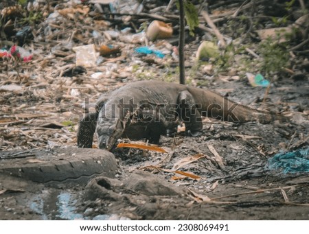 Photo Of A Monitor Lizard Foraging For Food In An Environment Full Of Trash. You Can Also See Used Coconut Strewn With Plastic Waste