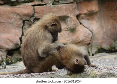 Photo Of Monkeys Grooming Each Other