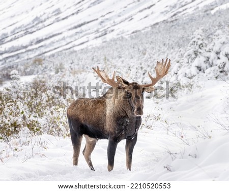 A photo of a moose in winter in the Chugach Mountains near Anchorage, Alaska