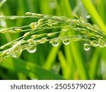 Photo of morning dew on rice plants. Macro photo of sparkling dew drops on tropical rice fields in Indonesia.