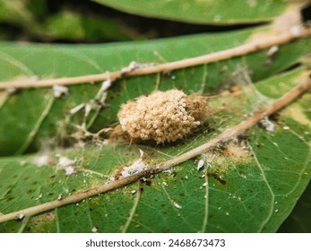 Photo of moth eggs hatching. Macro Photography
