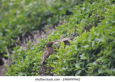 Photo of mother sparrow bird feeding baby bird