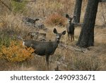 photo of mule deer does on the breaks of the salmon river near riggins in autumn with fall colors