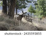 photo of mule deer on the breaks of the salmon river up from Riggins Idaho