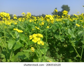 Photo of mustered flowers in a field - Shutterstock ID 2083510120