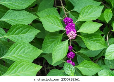 Photo of a native shrub of the Southern United States, the American Beautyberry.