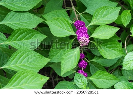 Photo of a native shrub of the Southern United States, the American Beautyberry.