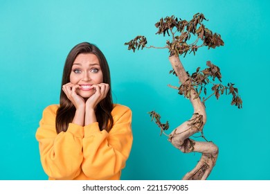 Photo Of Nervous Lady Stand Near Dried Plant Worried About Global Warming Isolated On Cyan Color Background