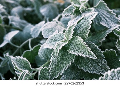 Photo of nettle mint leaves covered with frost. Close up partial focus. High quality photo - Powered by Shutterstock