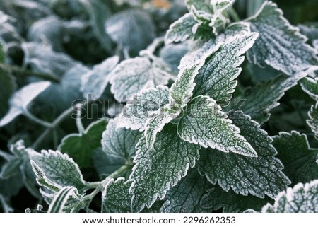 Photo of nettle mint leaves covered with frost. Close up partial focus. High quality photo