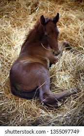 Photo of a newborn thoroughbred colt in pen at rural animal farm