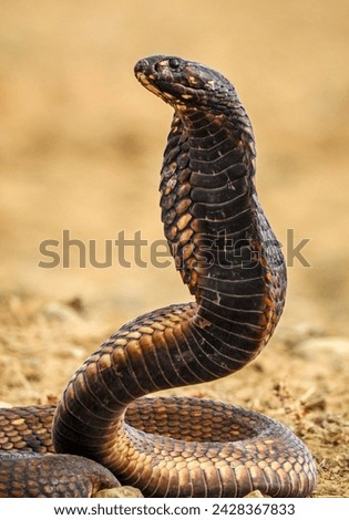 Similar – Image, Stock Photo brown Vipera berus close up