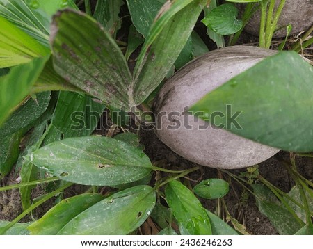 Photo of an old coconut growing shoots.
