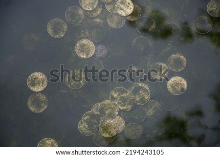photo of old coins under marsh water