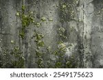 Photo of Old dirty gritty mossed concrete wall close up. Background texture for backdrops or mapping