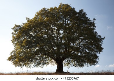 Photo Of Old Giant Oak Tree.