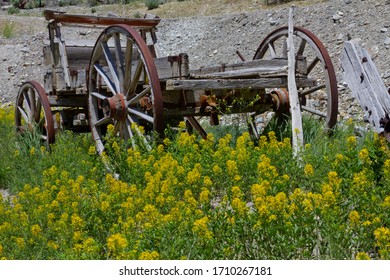 Photo of old pioneer wagon in front of flowering weeds in Belmont ghost town Nevada.