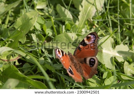 photo on the green grass sits a brown butterfly from the side