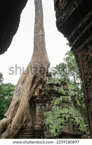 A photo of one of the giant, famous spung trees growing on the roof of a partially collapsed structure at the Ta Prohm temple site. Bas reliefs of Devatas can be seen carved into the sandstone.