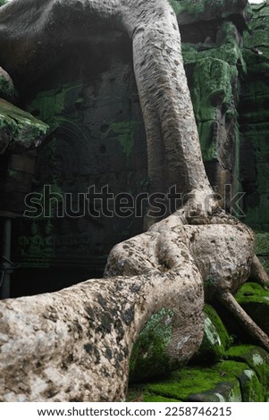 A photo of one of the massive roots of a spung tree at the Ta Prohm temple site. The roots crawl eerily over the moss covered and intricately carved sandstone walls. Taken with selective focus.