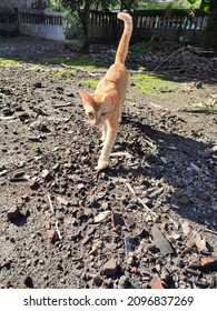 A Photo Of An Orange Cat Walking