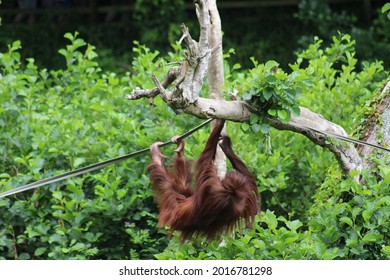 Photo of an orange orangutan climbing swinging