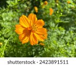 A photo of an orange sulphur cosmos flower