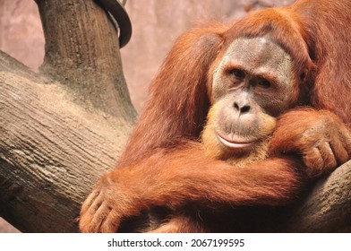 Orangutan bornean Horrifying tale