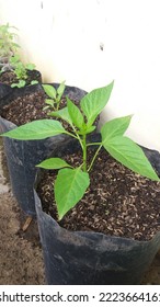 Photo Of The Organic Paprika Plant