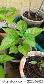 Photo Of The Organic Paprika Plant