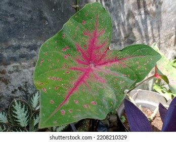 A Photo Of Ornamental Plant Called Keladi Hias