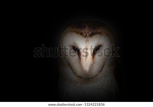 Photo Owl Black Background Owl Shadows Stock Photo Edit Now