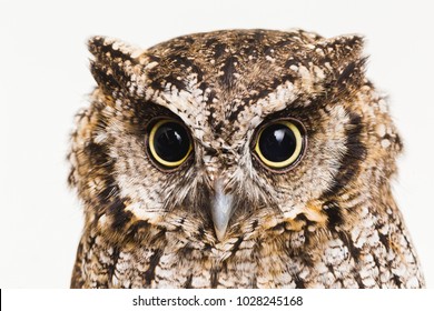 Photo of an Owl in macro photography, high resolution photo of owl cub. The bureaucratic owl, also called field-buckthorn, field owl, owl-owl, buck-owl, owl-owl, guede, urucura, urucurian and urucuriá